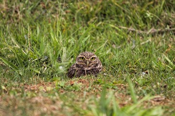 a small spider on a grass