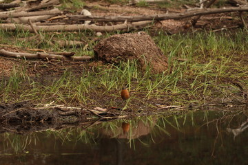 Robin on the shore line