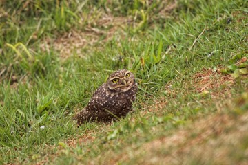 owl on the ground