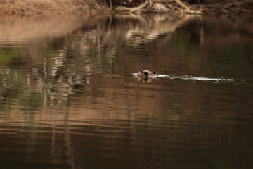 Obraz na płótnie Canvas Beaver swimming through the water