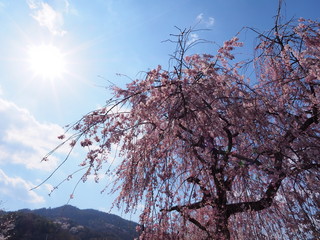 桜の時期の嵐山