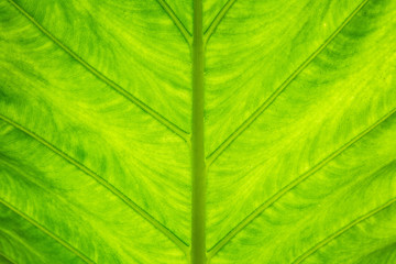 Close up of Beautiful Pattern Green leaf  texture background