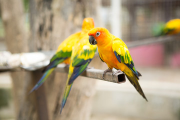 Beautiful Sun conure parrot  are popular pets in Thailand