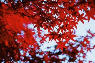 Selective focus beautiful red yellow and green maple leaves fall/autumn season blurred wallpaper background.