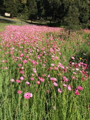 flower nature park pink