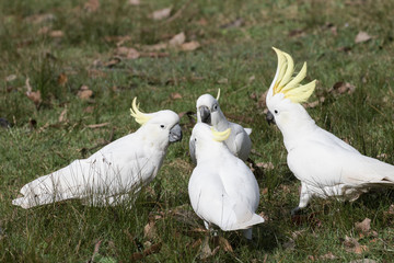 Sulphur-crested Cockatoo's feeding on the ground