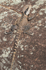 Eastern Water Dragon basking on rock
