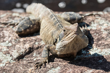 Eastern Water Dragon basking on rock