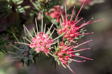 Clustered Scent Myrtle plant in flower