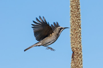 Tawny-crowned Honeyeater feeding on Grass Tree Spike
