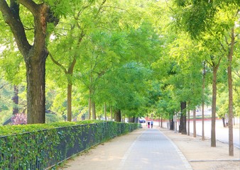 bulevar con &aacute;rboles grandes a los lados para peatones, camino, arboleda, acera, paseo
