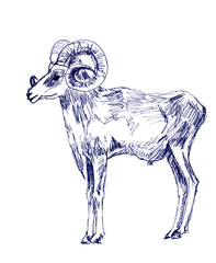 mountain ram, graphic black and white drawing on a white background, zoological sketch