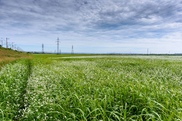 Fresh landscape of a line of electric poles with cables of electricity in a green field