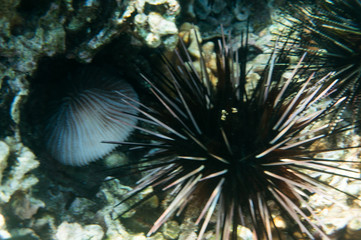 coral fish and sea urchin