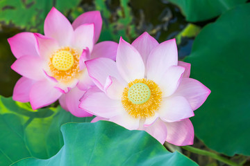 lotus flower blooming in summer pond with green leaves as background