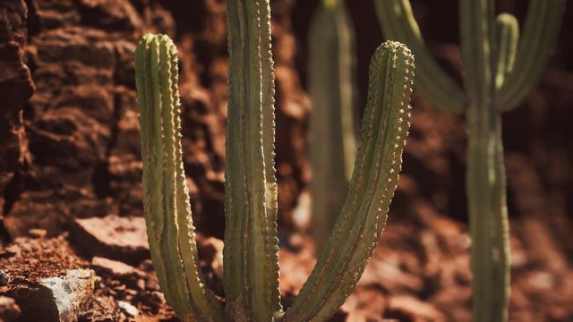 cactus in the Arizona desert near red rock stones