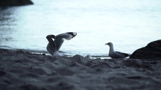 Slomo shot of seagulls fighting by water line at beach in New Zealand