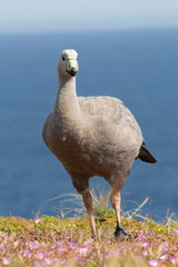 Seaside View of Goose
