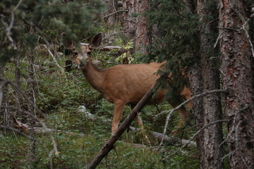 Mule Deer Doe grazing on a forest hillside