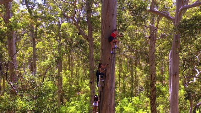 Adventurous girls fearlessly climb a tall tree in Australia. Aventure sport concept