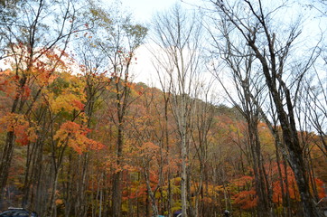 Fototapeta premium 紅葉