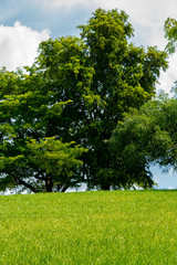 Fototapeta premium Tree behind a field of green grass