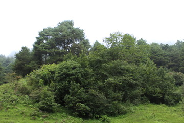 Beautiful green View of forest and grassy land with cloudy sky