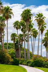Fototapeta na wymiar Pathway between palm trees in the park