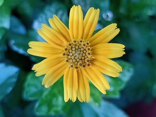 yellow flower in the garden
