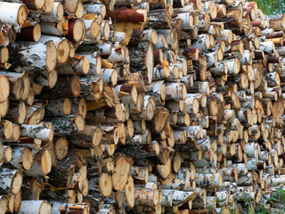 Logs folded after felling. Side view.
