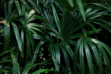 Obraz na płótnie Canvas Green leaves with background.