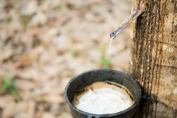 Old bowl on rubber tree.