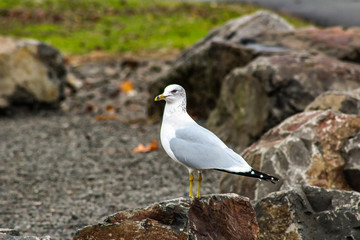 seagull