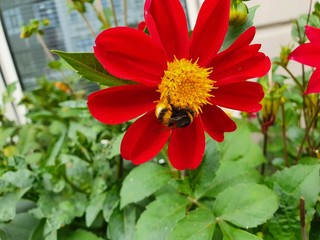red dahlia flower , Kazan, Russia 