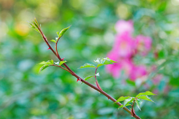 ラベンダードリーム