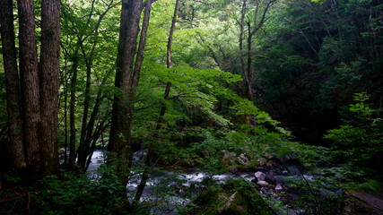 Fototapeta na wymiar 夏の緑一杯の森と川の流れ