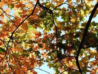autumn yellow, orange, green, red maple leaves on the sky