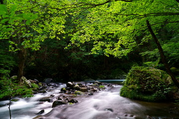 Obraz premium 夏の緑一杯の森と川の流れ
