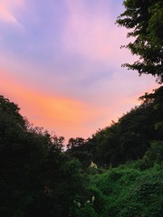 夕焼け　森のシルエット