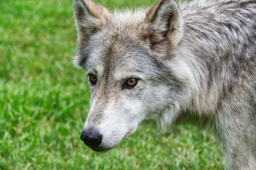 Naklejka na ściany i meble Wolfdog Kuna at Yamnuska Sanctuary
