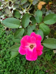 pink rose flower