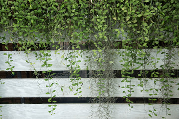 green leaves on the wall