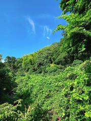 Fototapeta na wymiar 鎌倉の空と森と風