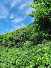 鎌倉の空と森、風
