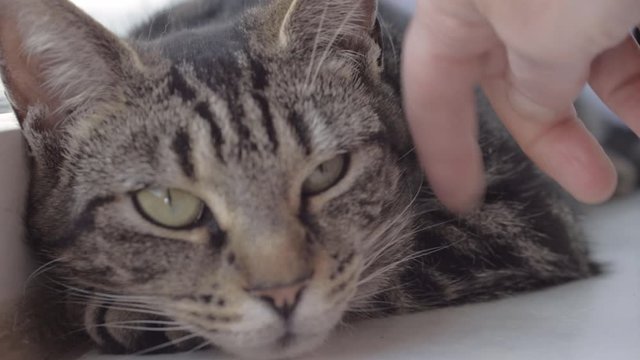 Young striped tabby cat enjoying affection from owner close up shot