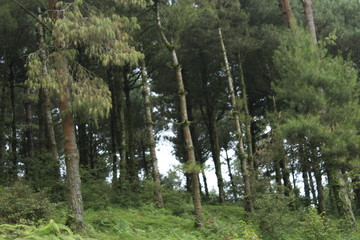 Fototapeta premium Huge pine trees trunks and branches in the eastern part Nepal