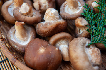 とれたて新鮮なきのこのアップ