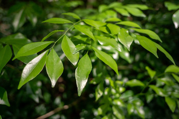 Green leaves