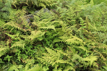Collection of fern in the hilly area of Eastern Nepal