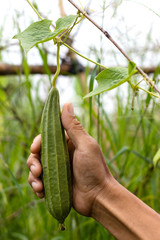 Hand-held Angled Loofah, Angled gourd in the organic garden.